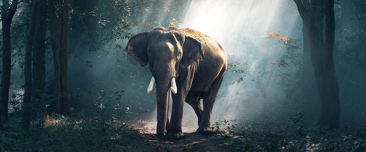 Le big rock content marketing, c’est du lourd !