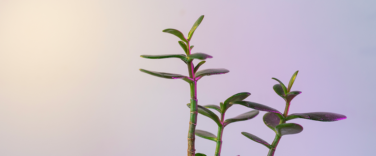 Le syndrome de la plante verte tue l'infographie